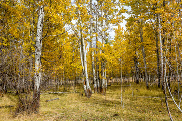 aspen grove