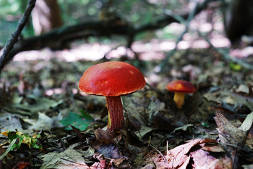Big beautiful red mushroom close-up on a background of scaffolding and dry foliage