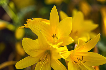 Fototapeta premium Yellow Flower