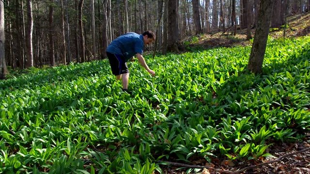 Close up of a man wild foraged ramps / wild leeks in the forest.