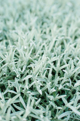 Beautiful green grass covered with a light frost