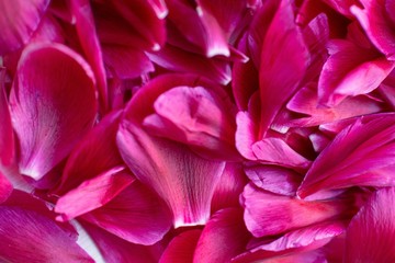 Obraz premium Beautiful bright background of many peonies petals