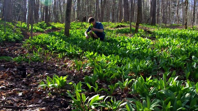 Close up of a man wild foraged ramps / wild leeks in the forest.