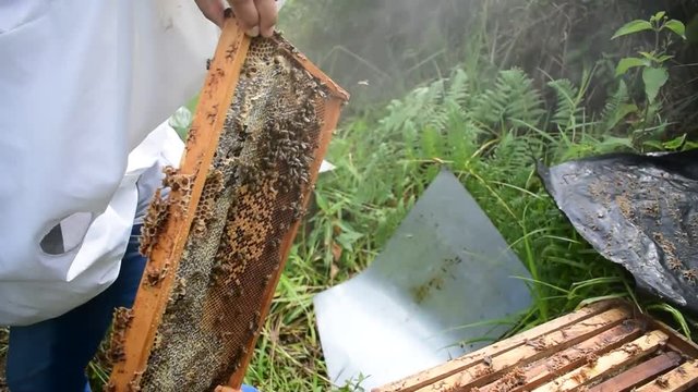 colmena de abejas retirada para recolecci&oacute;n de miel