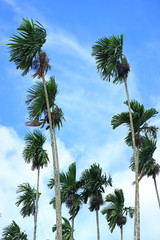 Fototapeta na wymiar Vertical Photo of Green Sugar Trees Blowing in the Wind under Blue Sky of Thailand 