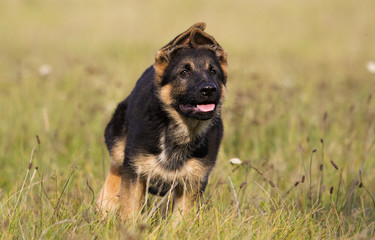 sheepdog puppy running on grass