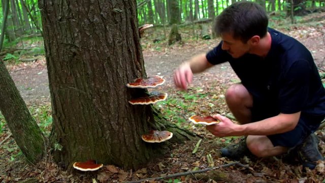Man forages reishi mushroom in a hemlock forest. Reishi mushroom is a prized medicinal mushroom known for its immune system boosting properties.