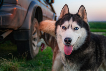 Portrait cute Siberian husky dog look at you