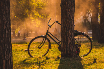 Fototapeta premium Vintage bicycle under the tree