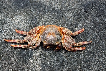 red crab on the beach