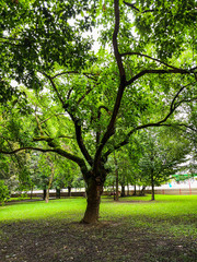 Plakat tree in the park