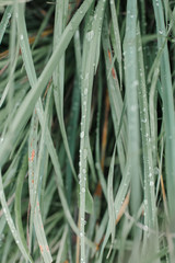 Obraz premium Detailed drops of dew on excellent juicy green grass