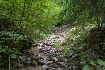 Beautiful stream of water flowing through a pine-tree forest in Auronzo di Cadore italy 