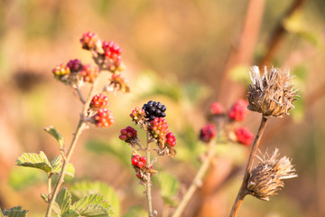 Berries