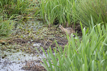 Eurasian Bittern walking carefully searching for prey in the Weerribben the Netherlands.