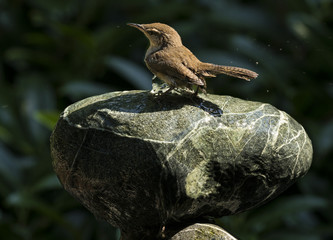 Young Chickadee on a fountain