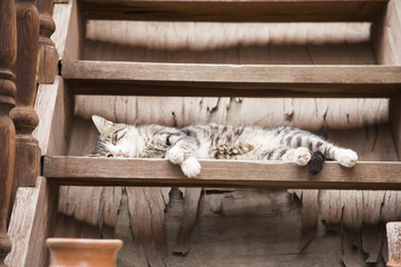 Sleeping cat on the wooden stairs.