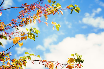 Colorful autumn leaves over blue sky