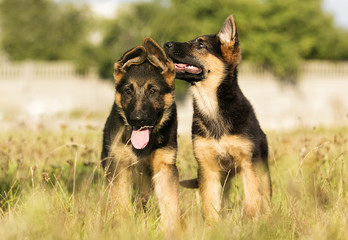 German Shepherd puppies in the grass