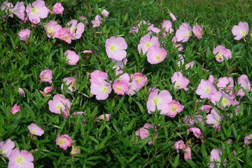 pink flowers of evening primrose close up