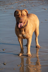 Dogue De Bordeaux at the beach