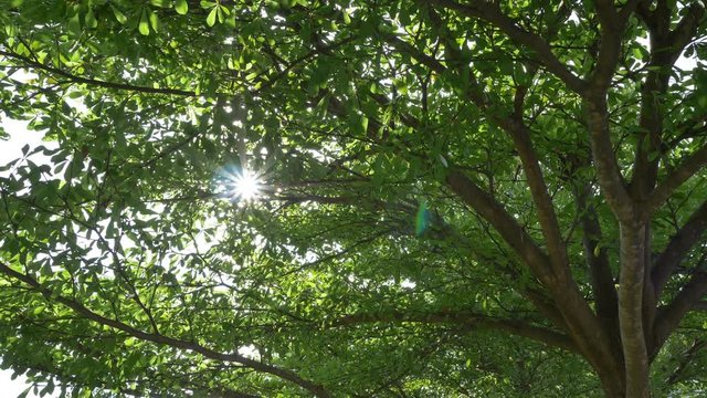 sunshine through big green tree in beautiful nature