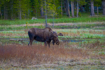 Cow moose munching on willows in Yellowstone National Park, Wyoming