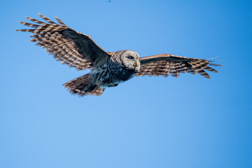 Owl in Flight