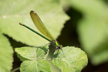 Green Dragonfly