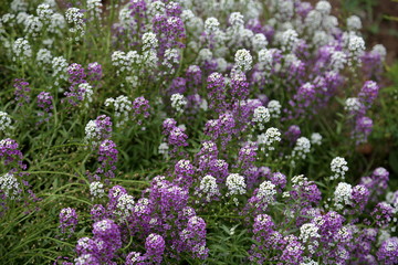 Flowering of the beautiful white and purple Lobularia in the city park
