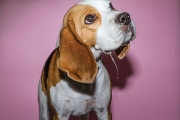 beagle on a pink screen 