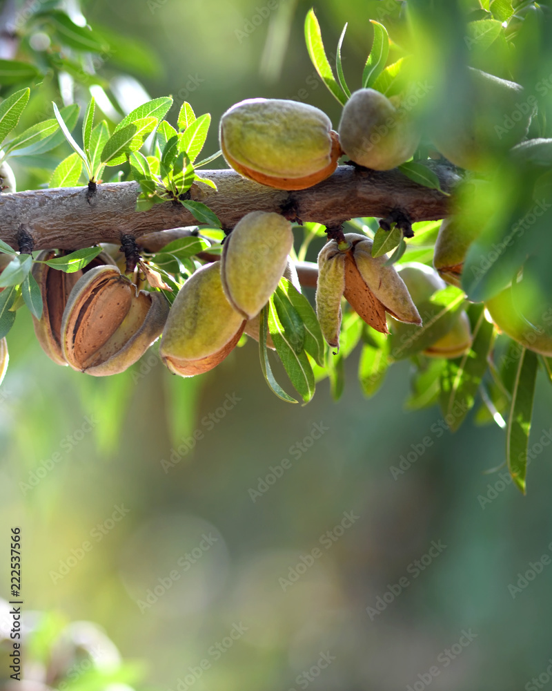 Wall mural  ready to havest almonds