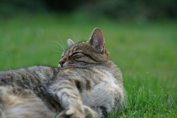 Gray white Central European Shorthair cat makes grooming and brushes extensively 
