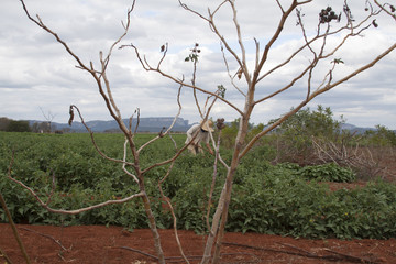 Plantação de tomate