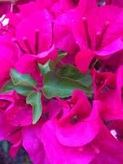 abstract background of pink flowers