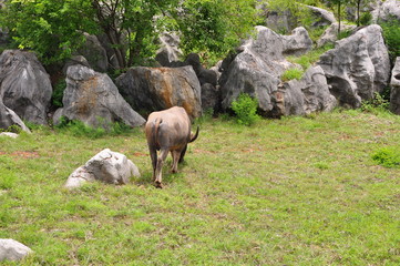 Stone Forest. Shilin Park, China.