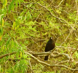 El cacique solitario, también denominado boyero negro, arrendajo solitario y arrendajo llanero y boyero pico grueso