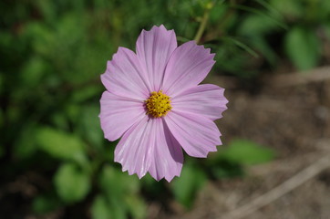 Obraz premium コスモス