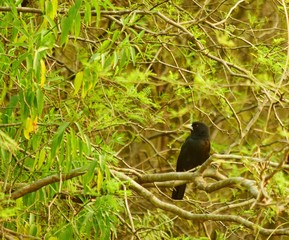 El cacique solitario, también denominado boyero negro, arrendajo solitario y arrendajo llanero y boyero pico grueso