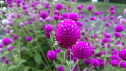 千日紅の花