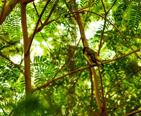 El lucerito, cabecita negra, cabecitanegra común, jilguero cabecinegro, jilguero peruano o lugano iberoamericano encapuchado (Carduelis magellanica)