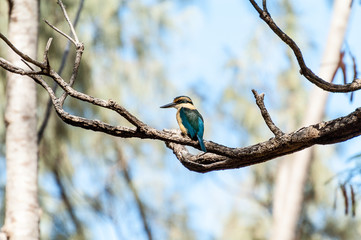 A sacred kingfisher perched on a branch in  the Isle of Pines, New Caledonia.