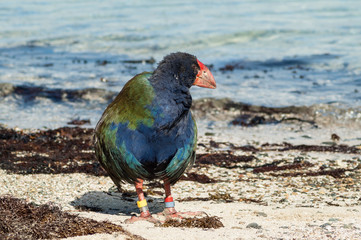 A single takahe on the beach on Tiritiri Matangi Island in the Hauraki Gulf, Auckland, New Zealand.