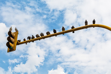 Pigeons sitting on traffic lights.