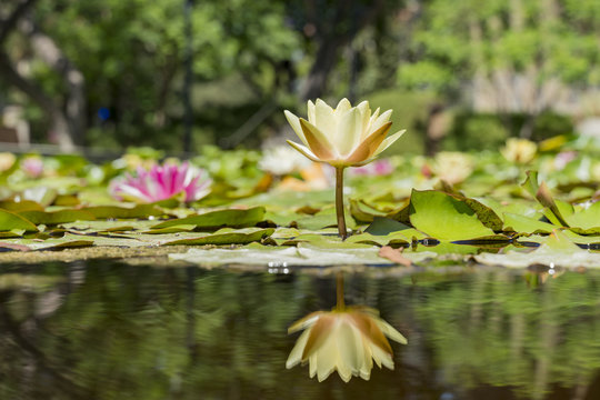 Beautiful blossom of yellow Nymphaea tetragona