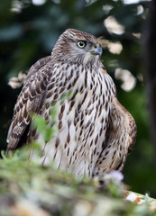  young wounded hawk