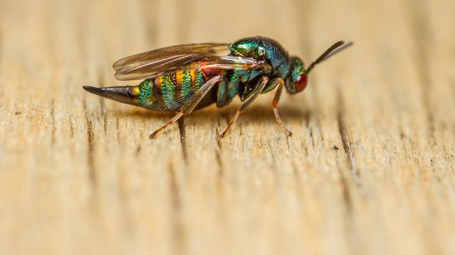 Ormyrus nitidulus parasitic wasp