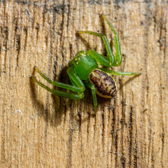 Diaaea dorsata crab spider