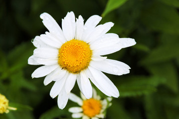 Dew Drops on The Daisy