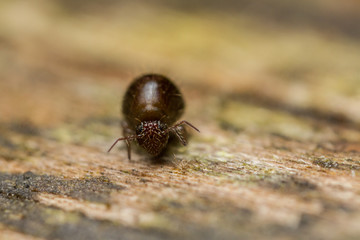 Allacma fusca